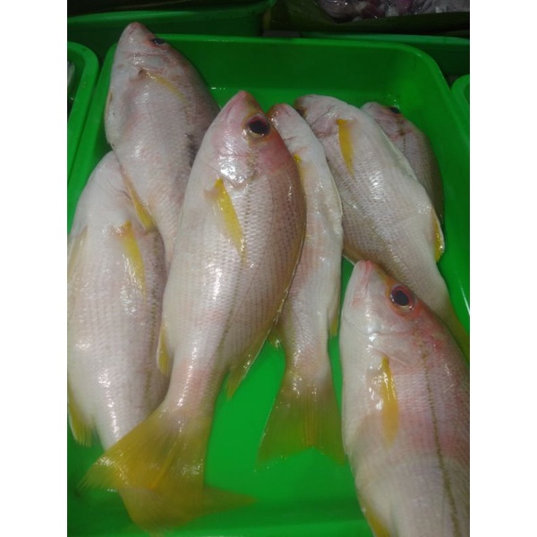 ikan terisi