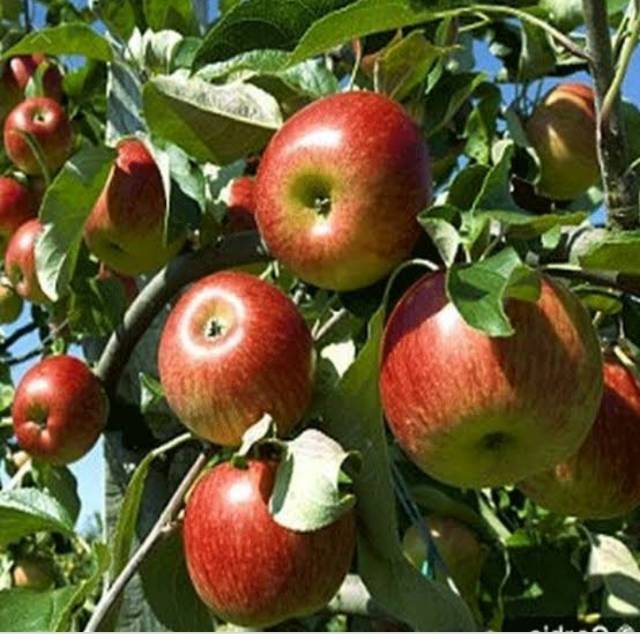Bibit Buah apel malang cangkok bisa cod
