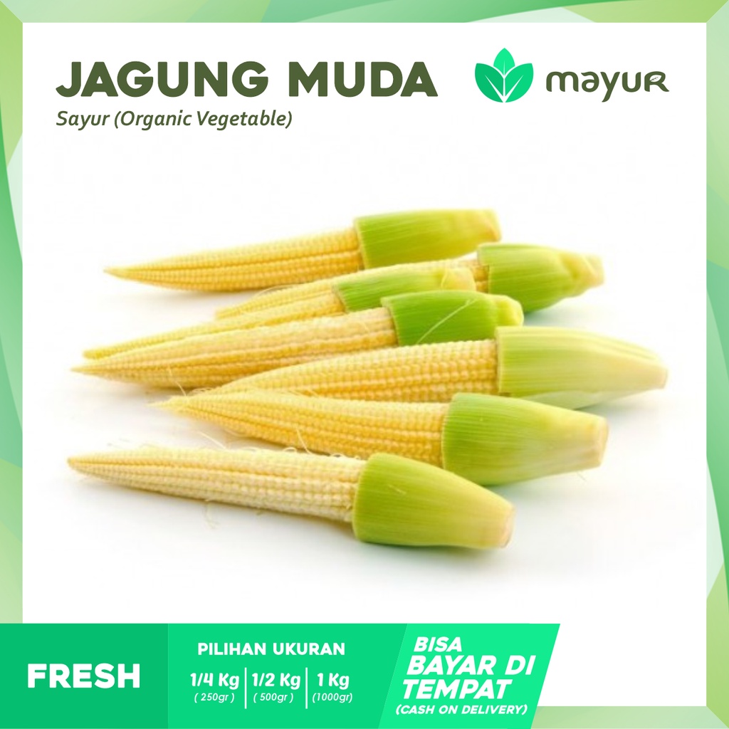 

Jagung Muda / Janggel Segar ( 250gr | 1/2kg | 1kg )