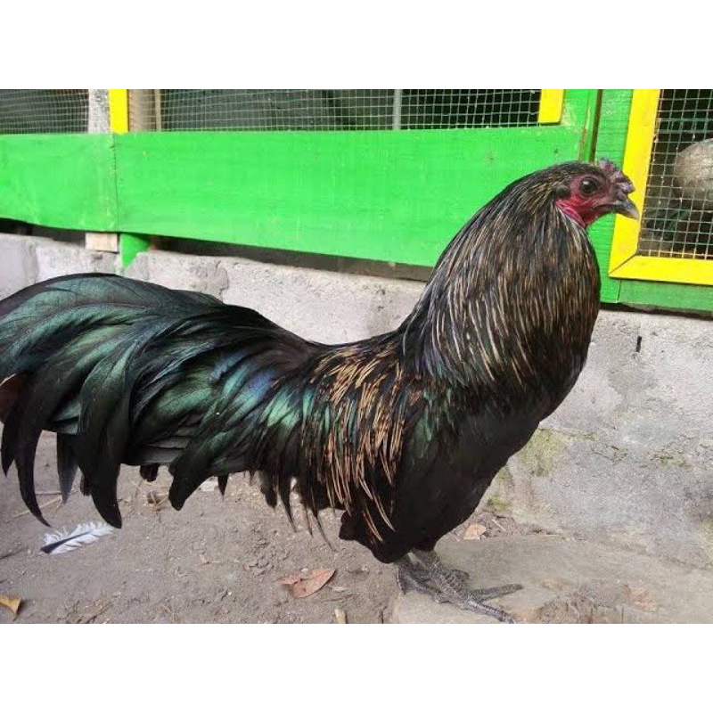 

TELUR AYAM BLACK SUMATRA UNTUK DI TETASKAN