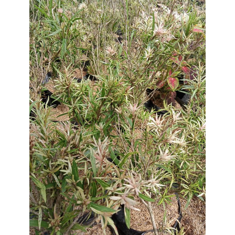 Bibit bunga sikat botol varigata