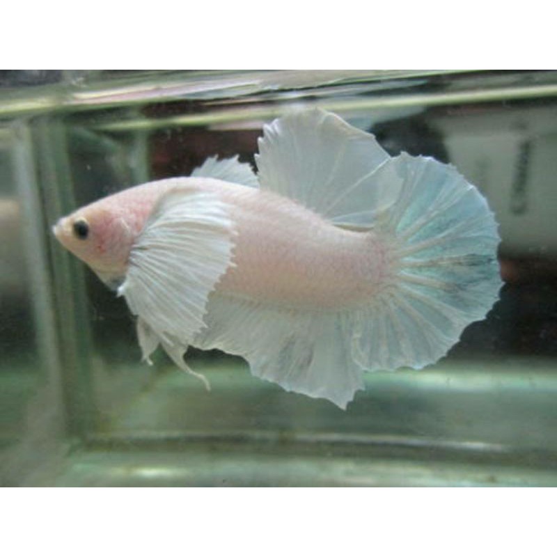 dumbo ear white platinum