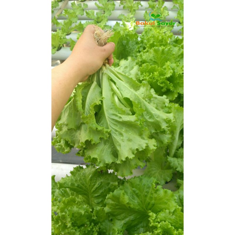 

Selada Segar / Selada hidroponik / Lettuce / Batavia / Sayur segar / 220gr
