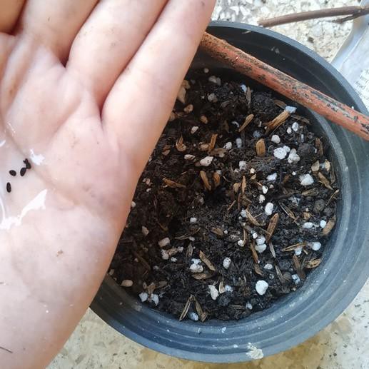 ✩Terlaku Benih Biji Bunga Gantung Vinca Mix Warna Tapak Dara Mudah Tumbuh FGX.