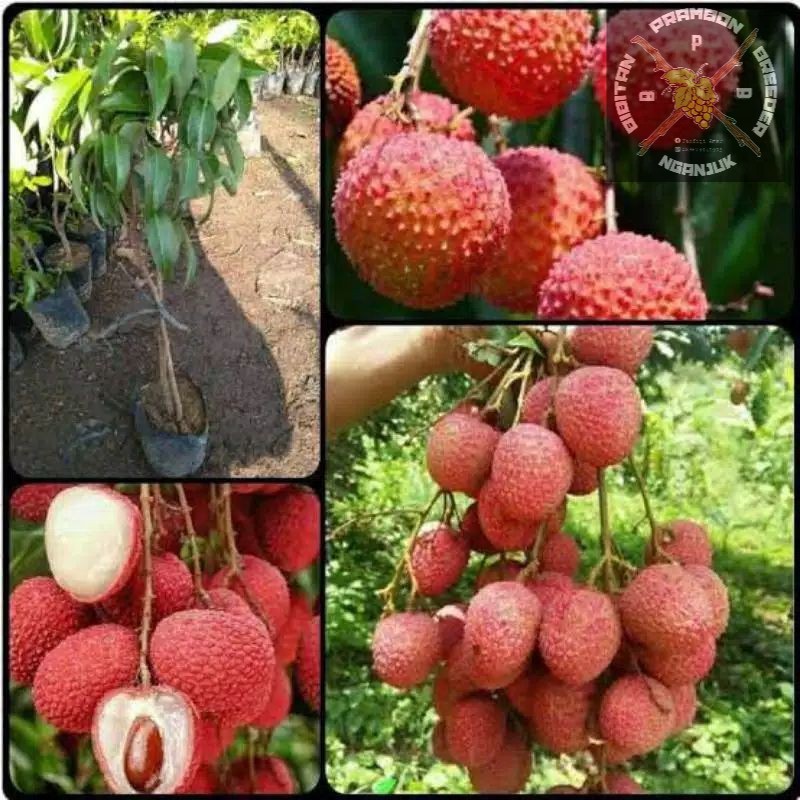 bibit buah leci merah