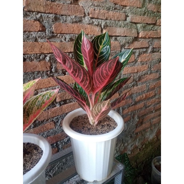 AGLONEMA PRIDE OF SUMATRA / RED SUMATRA DEWASA DAUN 11 TERMASUK INDUKAN