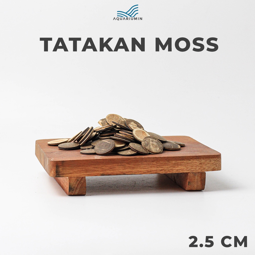 Tatakan Moss Bonsai / Batok Kelapa Aquascape Aquarium 2.5 cm