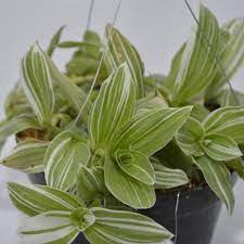 tanaman tradescantia fluminensis