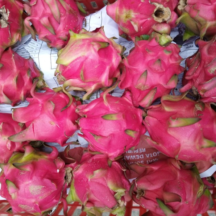 

Buah Naga Merah 900g-1kg