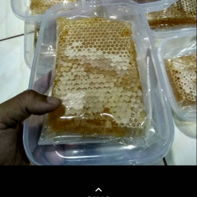 

Madu asli tolo