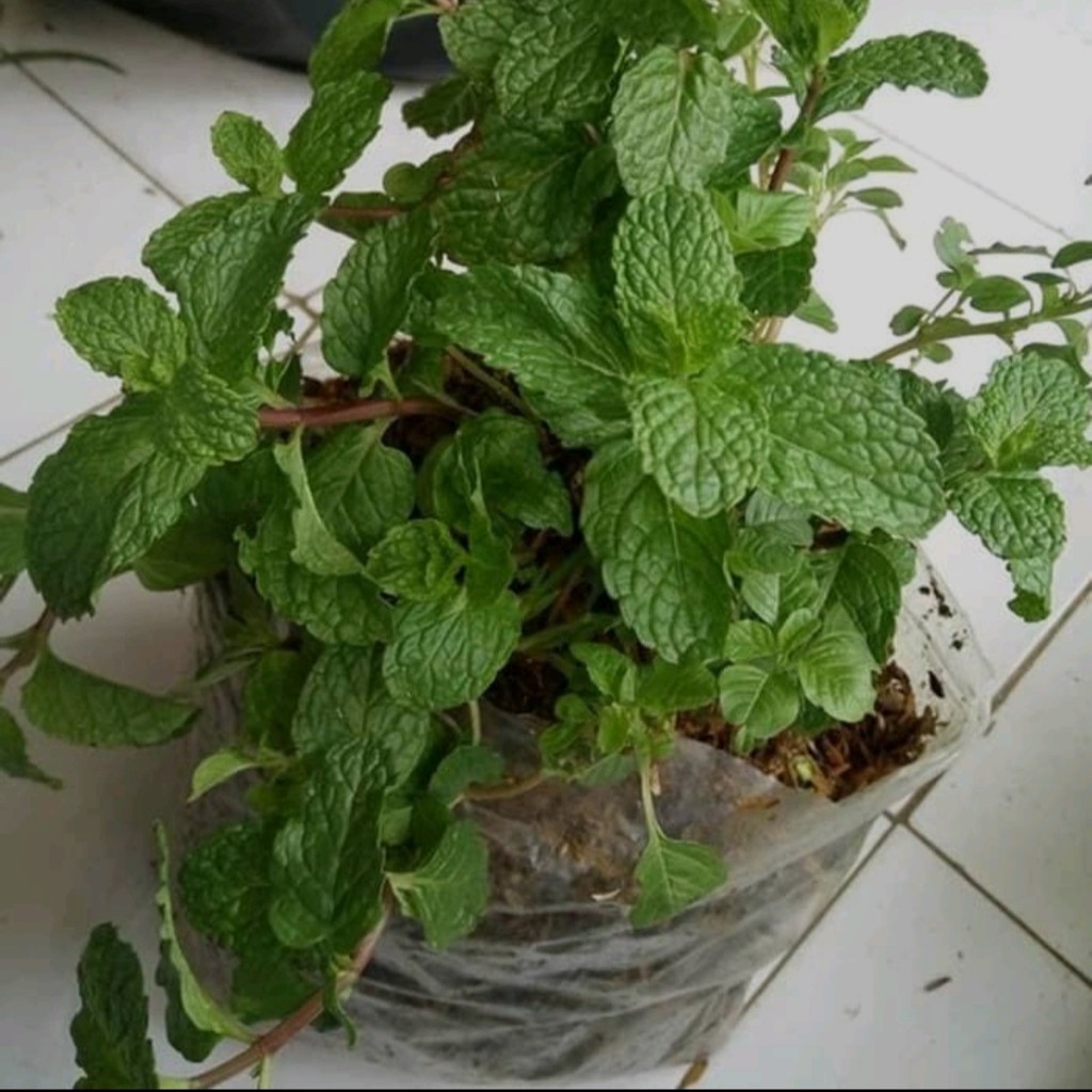 Bunga Premium Cantik Bunga Murah Tanaman Herbal Daun Mint Tanaman Hias Harga Terjangkau