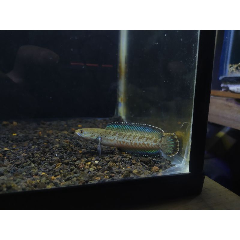 channa blue andrao 9cm