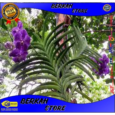 ANGGREK VANDA SIAP BERBUNGA DEWASA