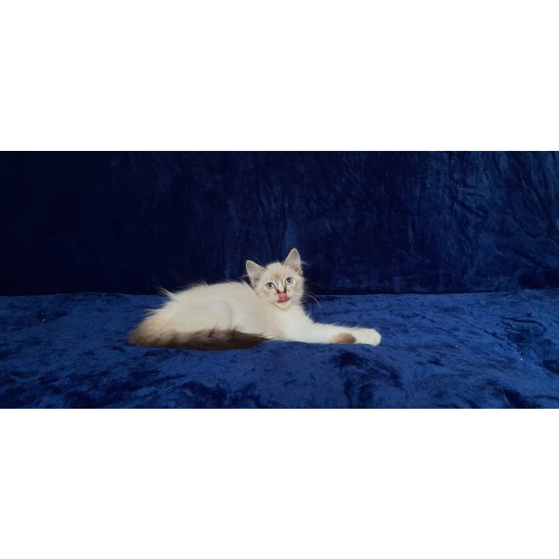 kucing himalaya himalayan, persia ragdoll kitten anggora