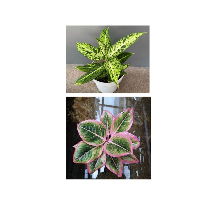 Paket 2 tanaman hias aglonema sparkle-lipstik pink-tanaman hidup-bunga -aglaonema lipstik-bunga hidu