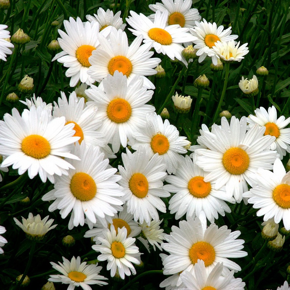 PlantaSeed - 15 Seeds - Alaska Shasta Daisy Biji Bunga - PAS0193