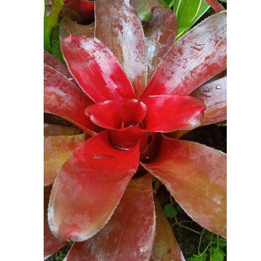 tanamanhias bromolia mini merah