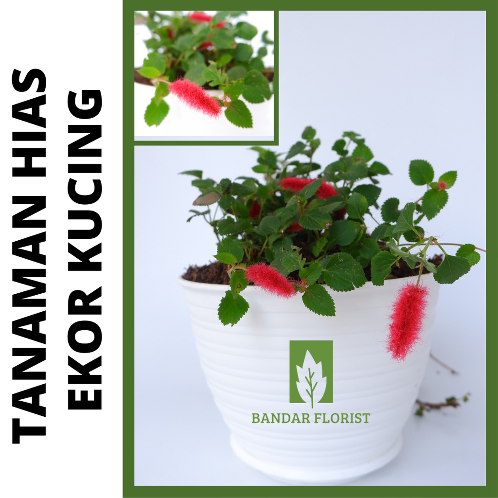 Jual tanaman hias ekor kucing tanaman gantung (acalypha) | Shopee Indonesia