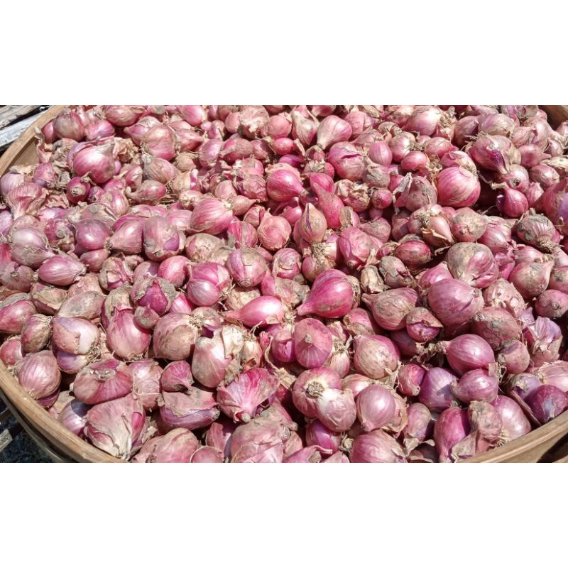 

Bawang merah (tanggung) lokal Nganjuk 500 gram