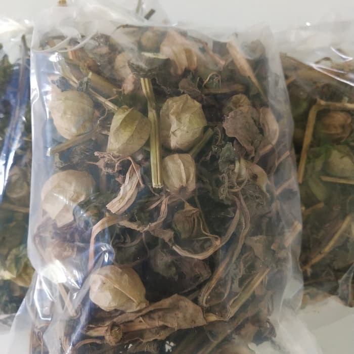 

Daun Batang Buah Ciplukan Kering untuk Herbal Segala Penyakit
