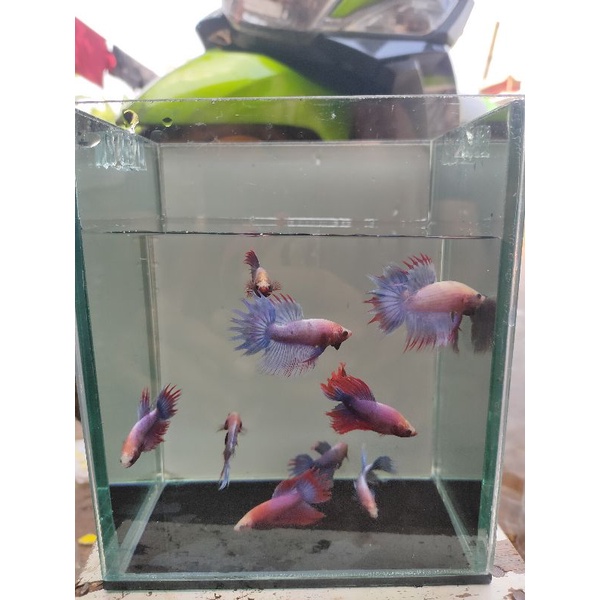 ikan cupang serit/crowntail maskot grizzle ungu
