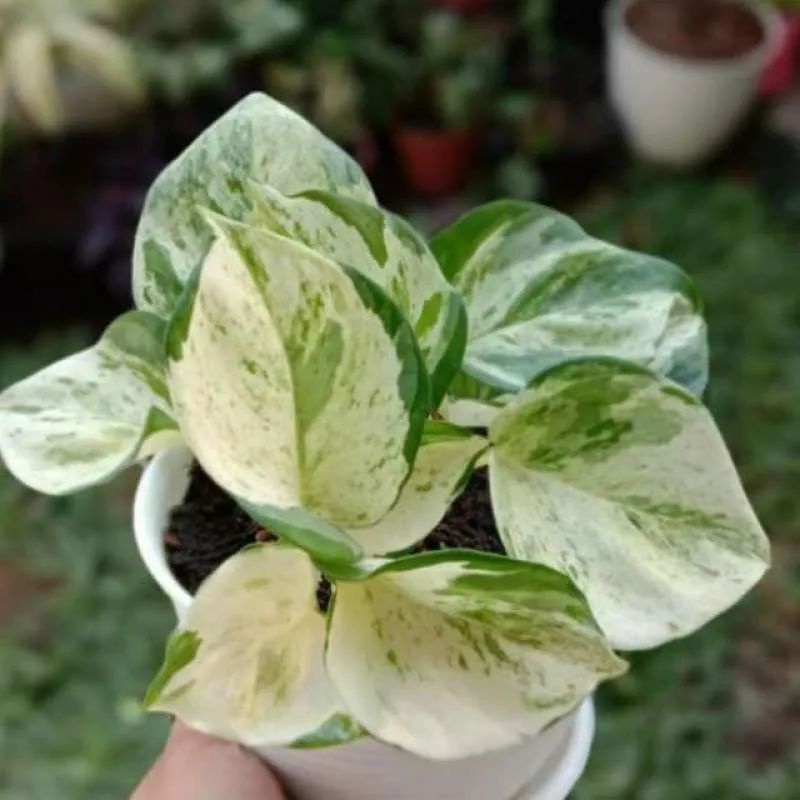 sirih manjula varigata