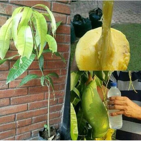 kw asli Bibit Mangga Mahatir Jumbo, okulasi, cepat Berbuah h3i