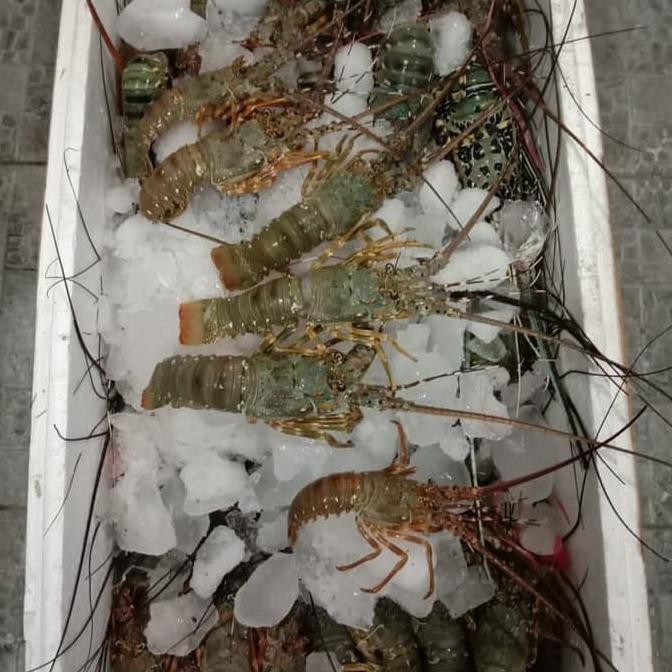 

Murah Lobster Beku Frozen Fresh Size 100/200