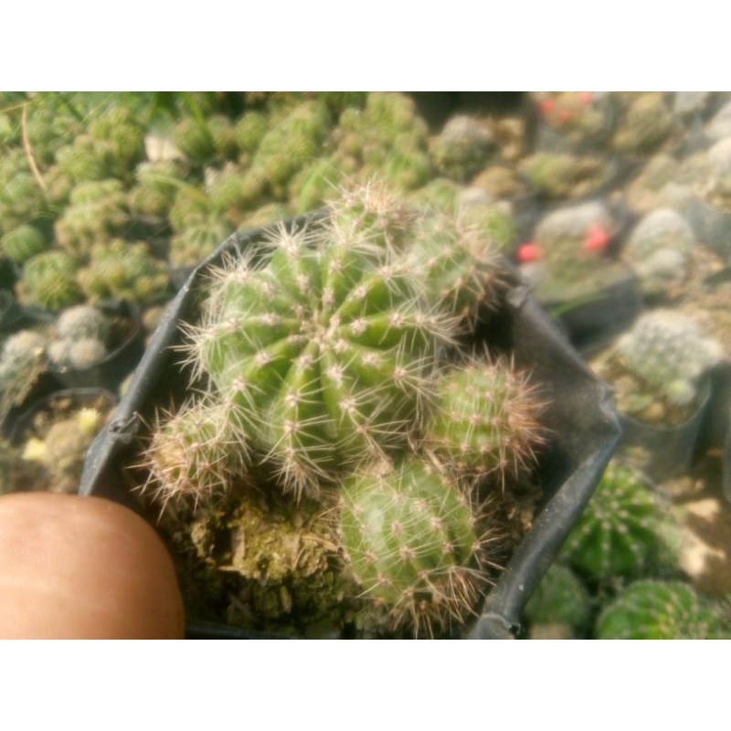 kaktus sanggul banyak anak /kaktus murah/kaktus pasaman