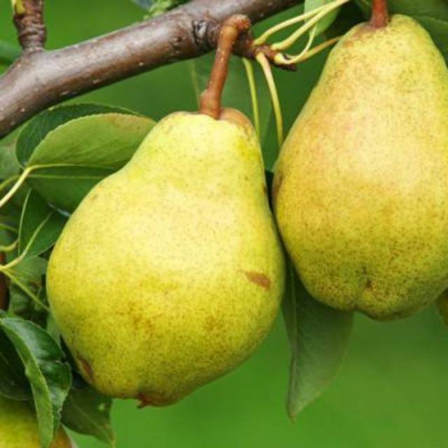 Bibit pear hijau cepat berbuah