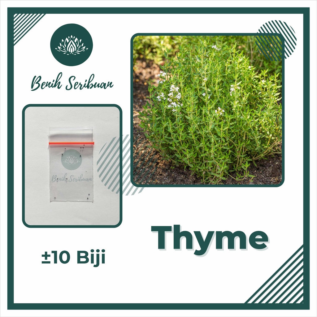 10 Benih Thyme F1 Summer Mr. Fothergills Bibit Tanaman Sayuran Herbal Super Premium Herb Seed Unggul