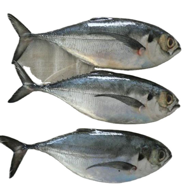 

Ikan Tengkek Fresh Hasil Laut Segar