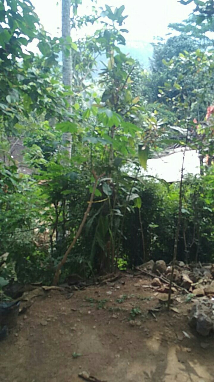 Maura Couple - Sania Ruffle Batik Couple Ori Ndoro Jowi Dnt Garansi Termurah Shopee Selendang Merak