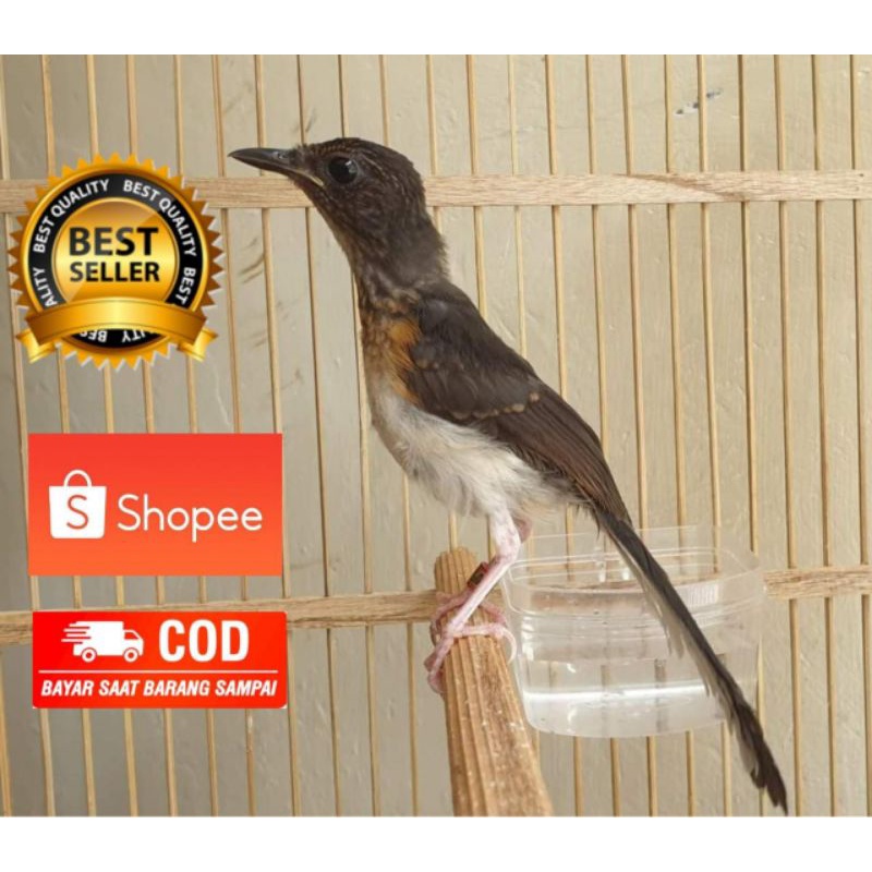 MURAI BATU BAHOROK BETINA BODY JUMBO INDUKAN JUARA