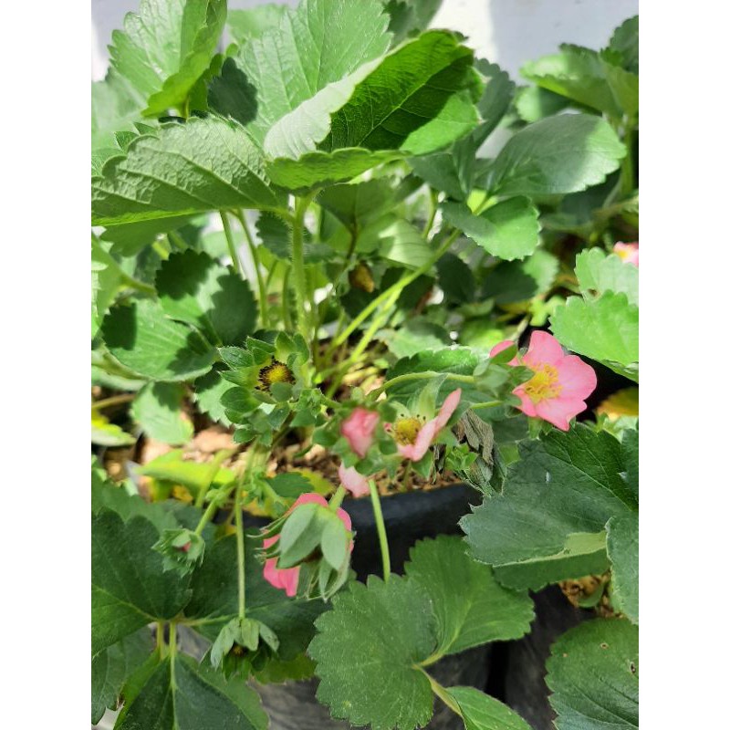 Strawberry tristan pink