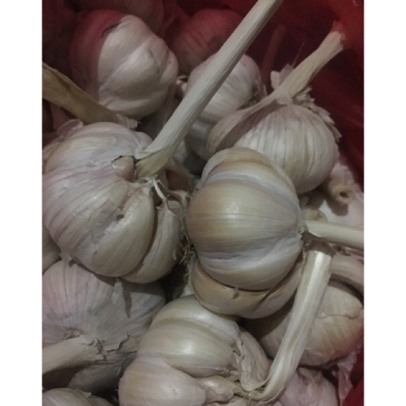 Bawang Putih Kating /  Honan 1kg