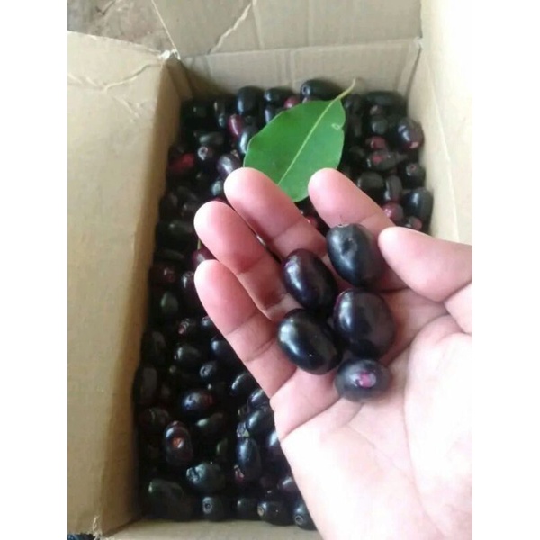 

Buah Juwet/duwet hitam manis 1 kg instan
