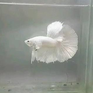 Ikan Cupang Hias White Platinum Halfmoon Gambar Asli