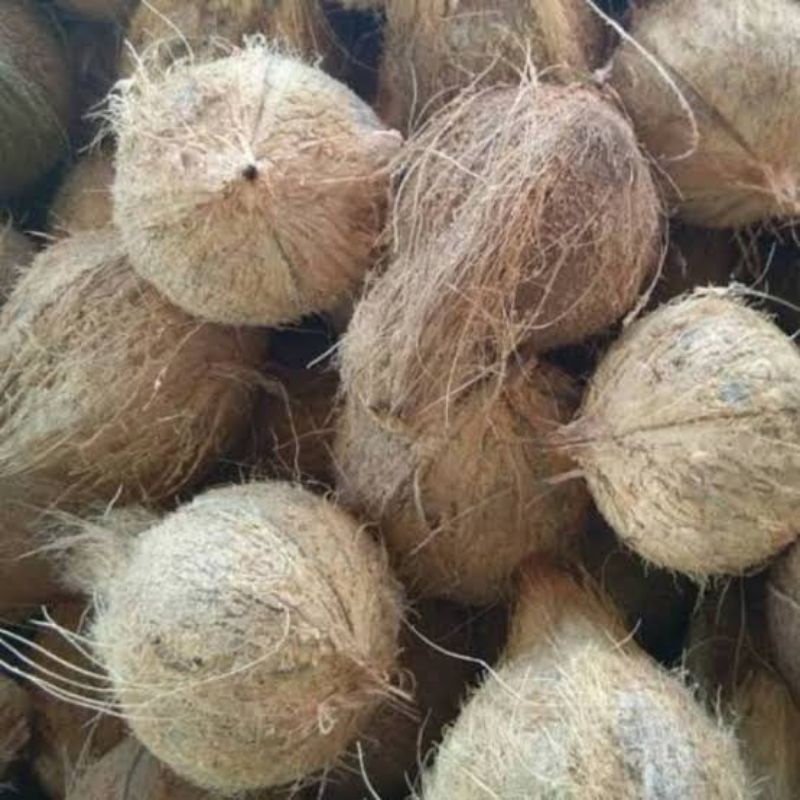 Kelapa Tua Utuh / Kelapa Batok / Bumbu Masak