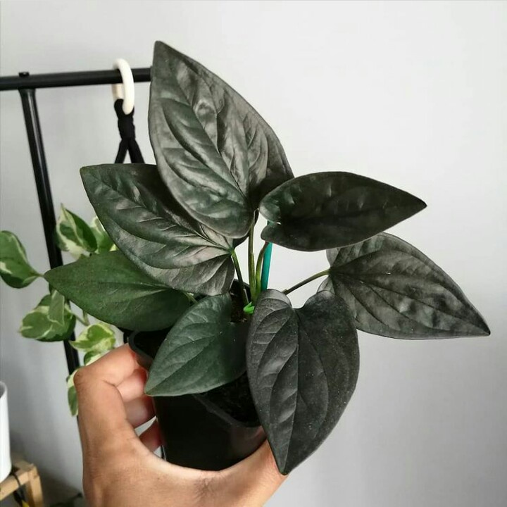 Tanaman Hias Hidup Syngonium Red Arrow Bunga Singonium black