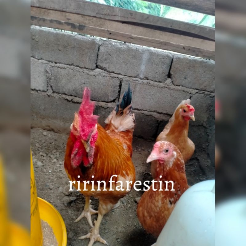 telur tetas ayam kampung Yudistira (AKY X jantan merawang)