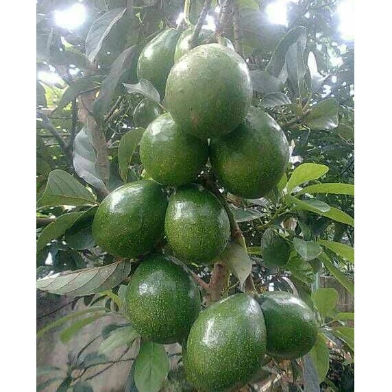 Bibit Alpukat Kendil Jumbo
