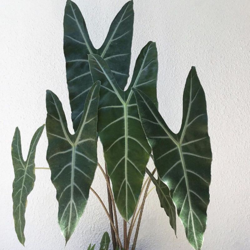 BONGGOL/UMBI ALOCASIA LONGILOBA/ALOCASIA UNCAL