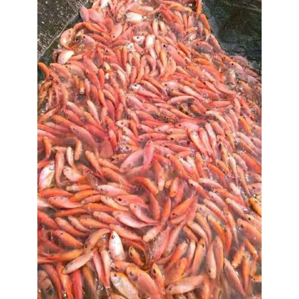 BIBIT NILA MERAH setengah liter.