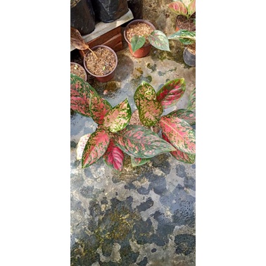 paket 4 aglonema Heng Heng dan red Venus jumbo