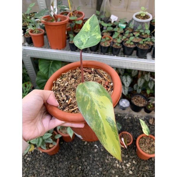 Philodendron strawberry shake