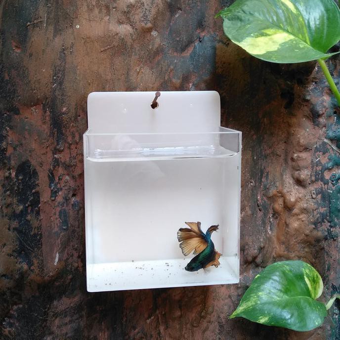 |Terbaru| Aquarium Dinding Mini Ikan Cupang Akrilik.. |Promo