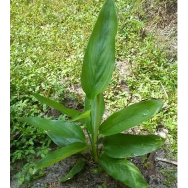 Tepung Garut Pati Asam Lambung Umbi Garut ANGKRIK ARROWROOT 500 gr