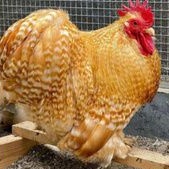 

TELUR AYAM HIAS BANTAM CHOCIN UNTUK DI TETASKAN
