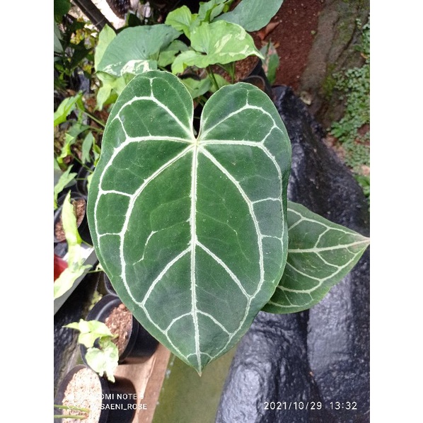 Anthurium Cristalinum / Kuping Gajah